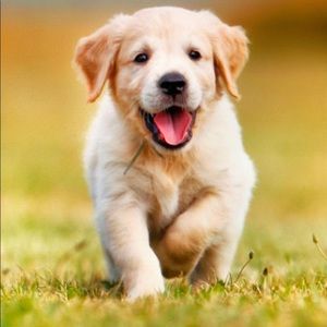 Meet your Posher, Mel